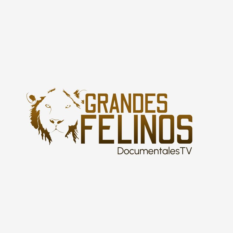 Grandes Felinos